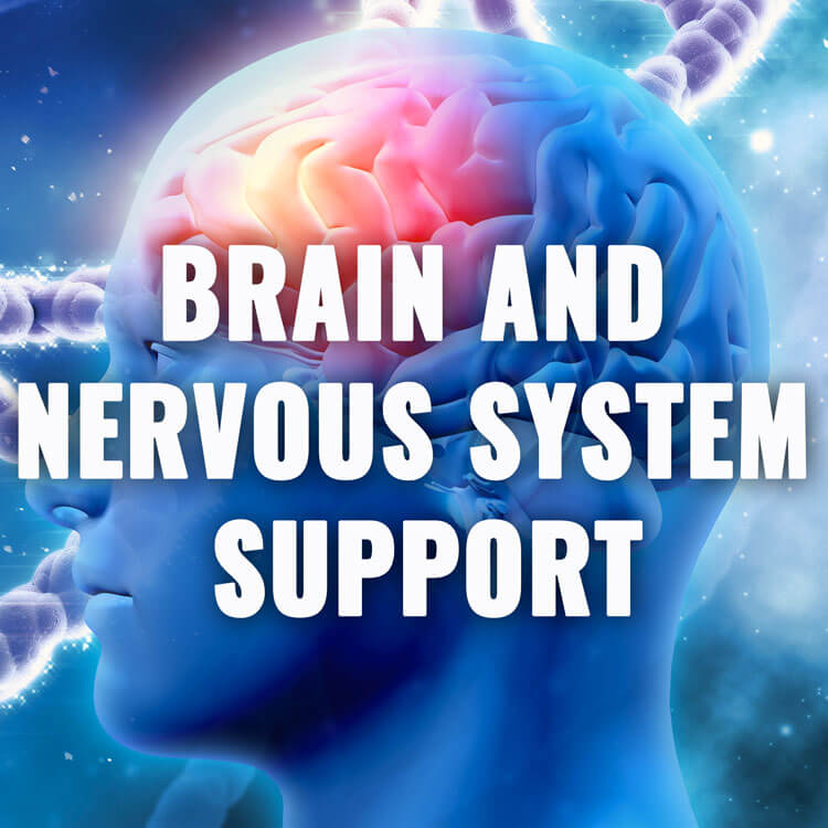 brain-nervous-system-support