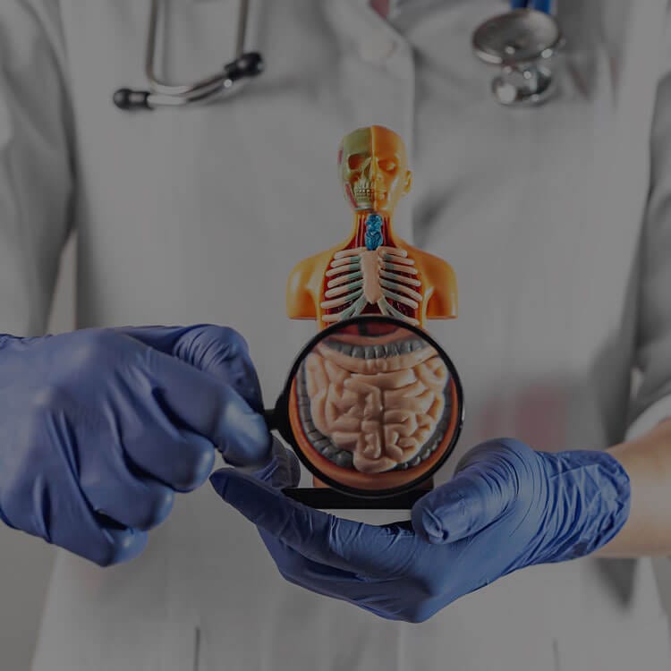 digestive-health-supplements